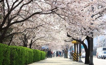 Yeouido Spring Flower Festival, Yeouiseoro Street seoul (1)
