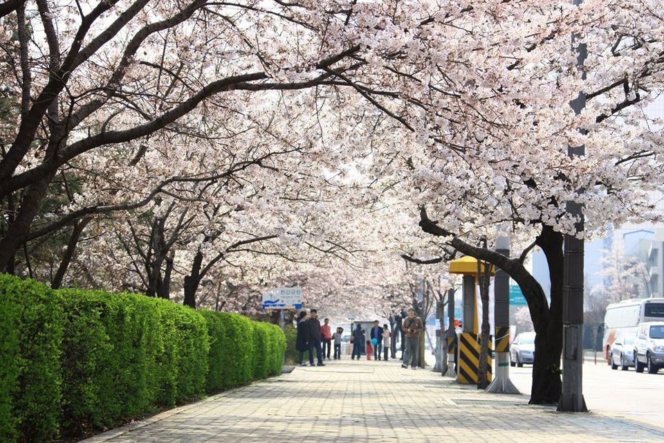 Yeouido Spring Flower Festival, Yeouiseoro Street seoul (1)