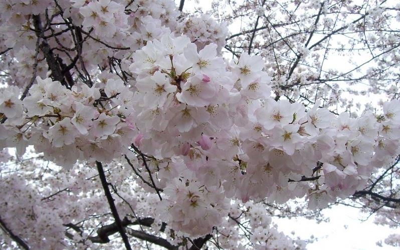 cherry blossom in korea 2019 forecast, korea cherry blossom 2019 forecast, south korea cherry blossom 2019 forecast (1)
