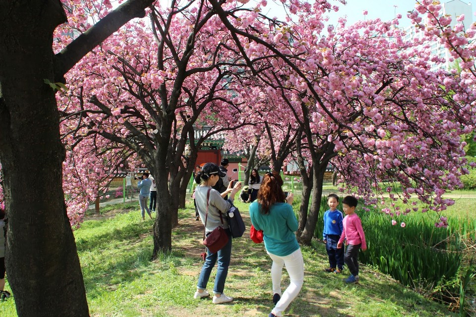 Cherry blossom spots in Daegu cherry blossom in korea 2018 forecast korea cherry blossom 2018 forecast