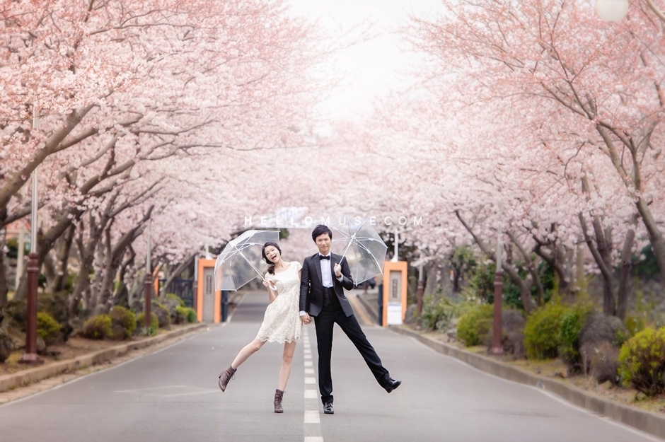 jeju cherry blossom 2019 (1)