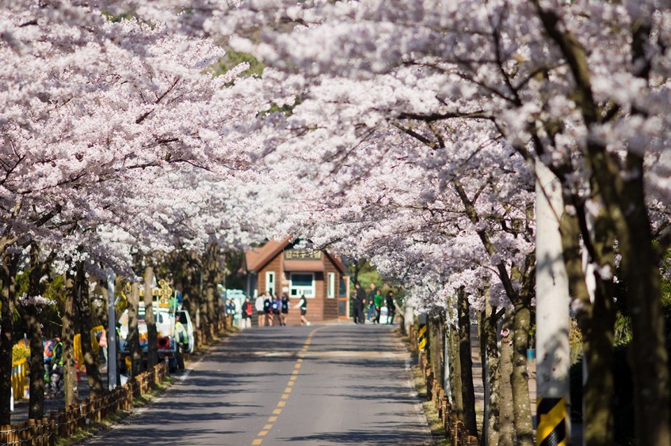 jeju cherry blossom 2019 (1)