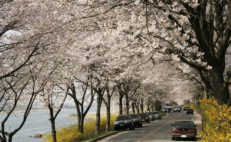 korea-cherry-blossoms-festival Seomjingang in Jeollanam-do