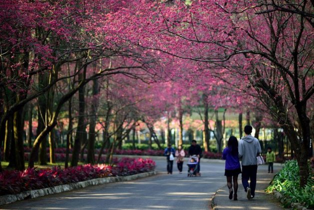 Taiwan cherry blossom 2026 forecast & 15+ new viewing spots & where to ...