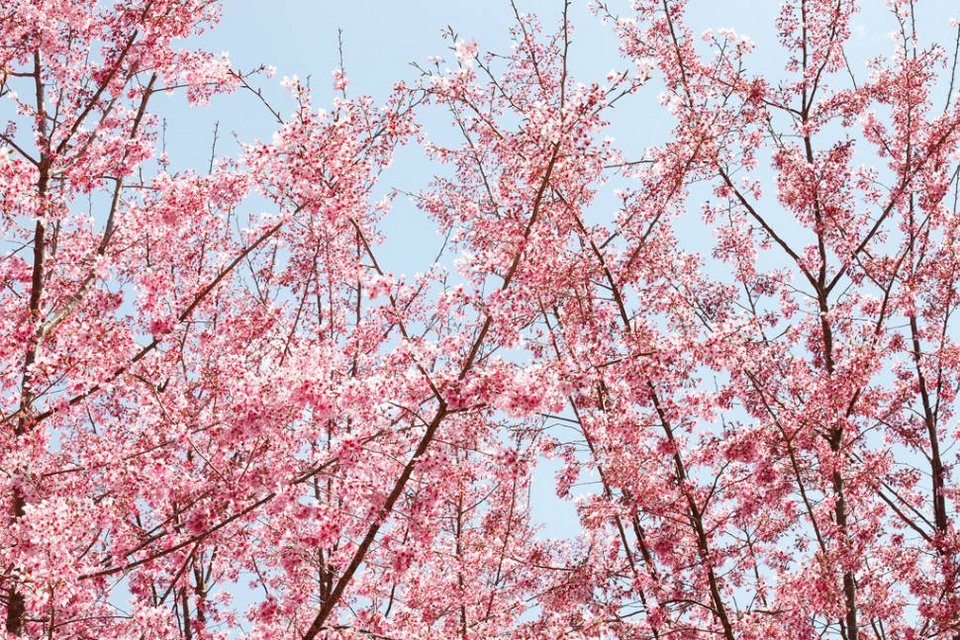 Cherry blossom in Taiwan 2019 forecast, Taiwan cherry blossom 2019 forecast, Taiwan cherry blossom season 2019 forecast) the dates of cherry blossom season in Taiwan 2019 (4)