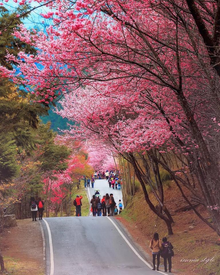 Wuling Farm, Taichung cherry blossoms (1)