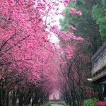 Cherry blossom in Taiwan 2024 forecast — The best time & 8 best places to see cherry blossoms in Taiwan