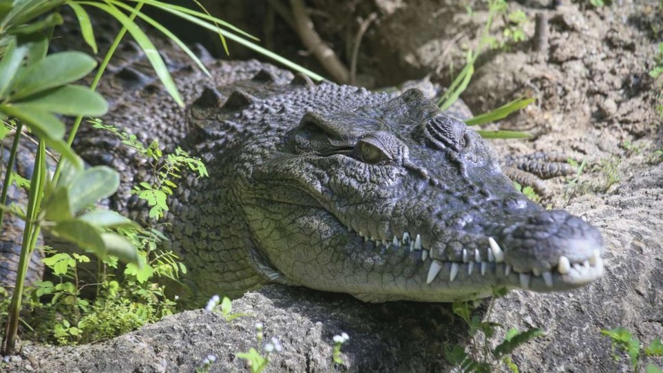 Pui Pui – a crocodile in Hong Kong Wetland Park