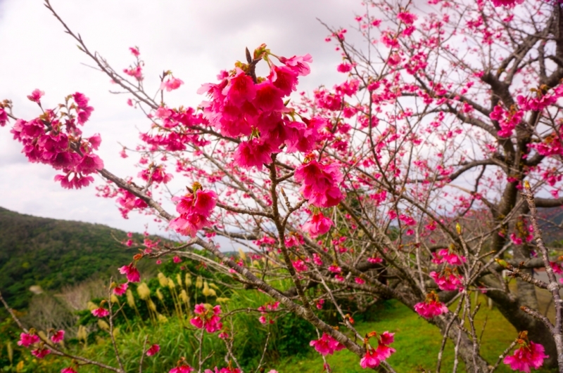 Cherry blossoms season in Okinawa
