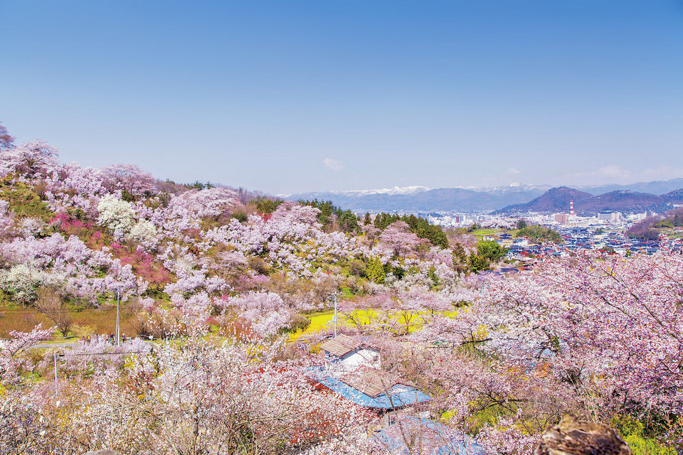 Cherry Blossom Viewing at Hanamiyama Park