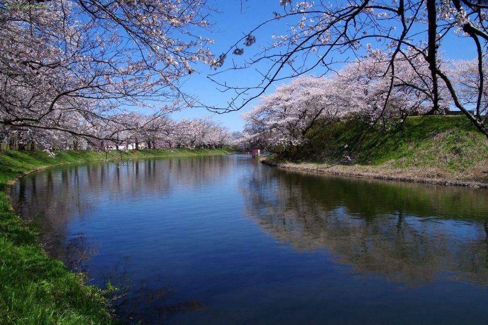 Fukuoka cherry blossoms