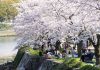 Hiroshima Peace Memorial Park cherry blossom