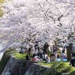 Japan cherry blossom 2024 forecast — The dates & top 10 best places to see cherry blossoms in Japan