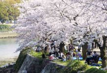 Hiroshima Peace Memorial Park cherry blossom