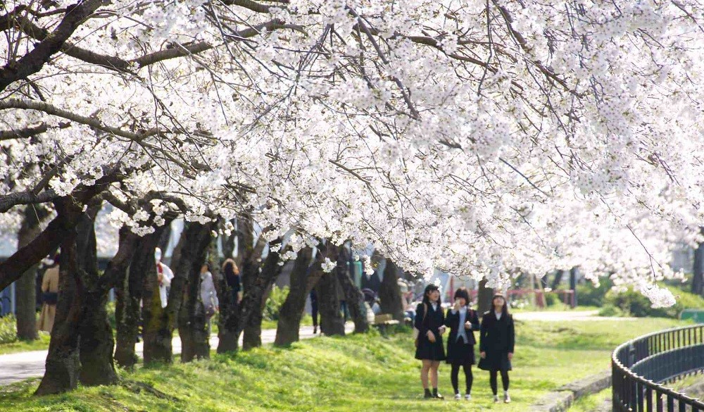 Hiroshima during the cherry blossom season