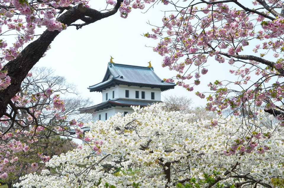 Matsumae Cherry Blossom Festival