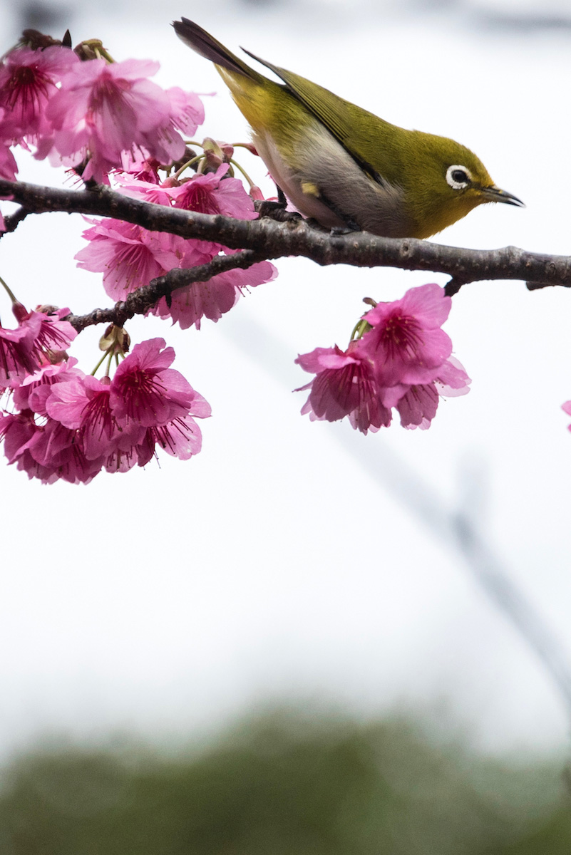 Okinawa-Cherry-Blossoms-1