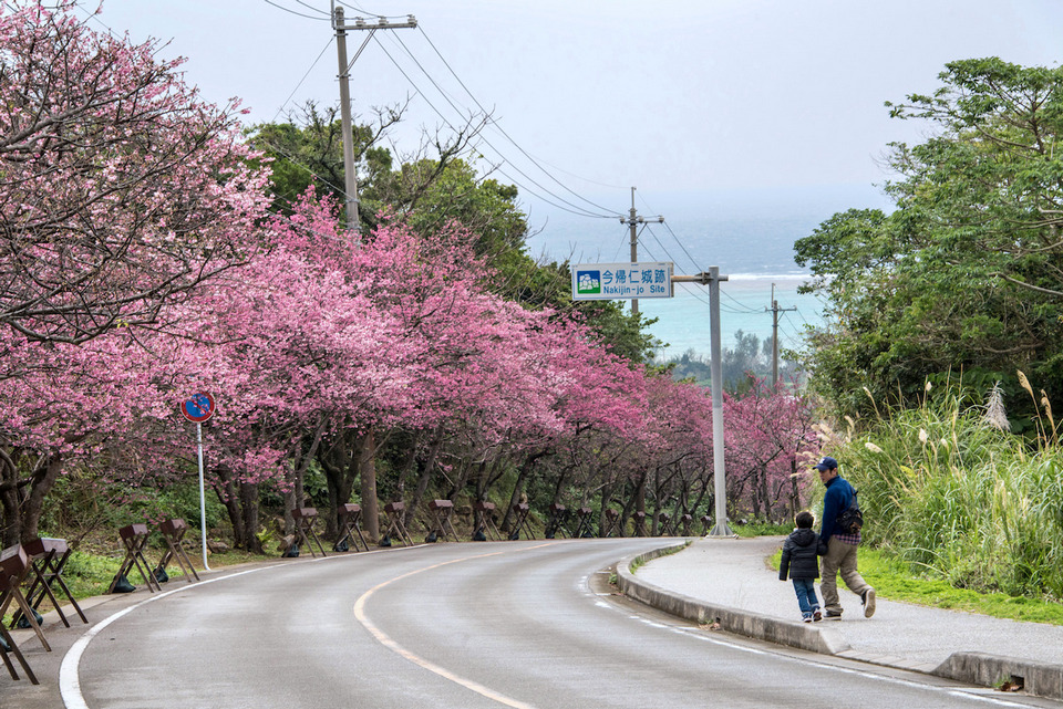 Okinawa-Cherry-Blossoms-1