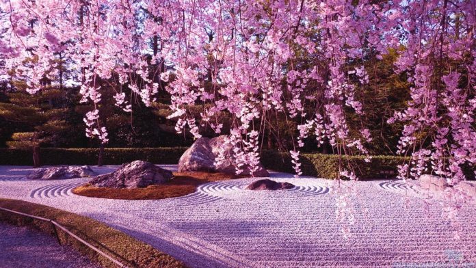 Japan Cherry Blossom 2021 Forecast The Dates Top 10 Best Places To See Cherry Blossoms In Japan Living Nomads Travel Tips Guides News Information