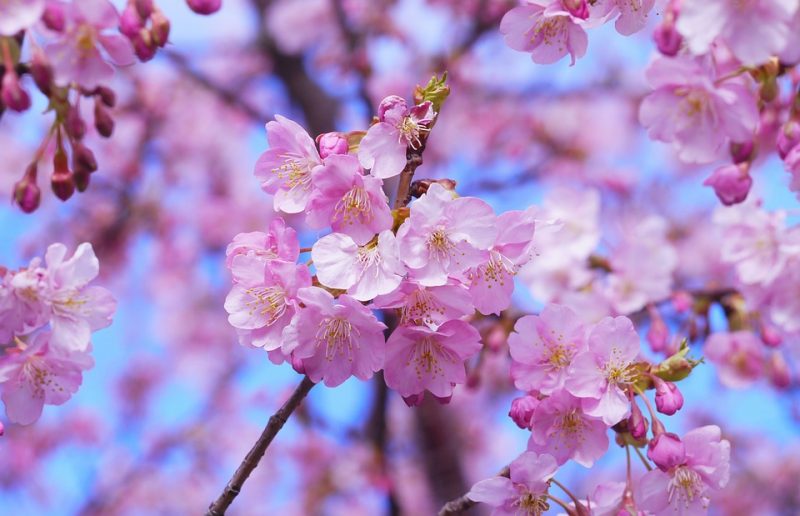 cherry blossom season japan 2019 japan