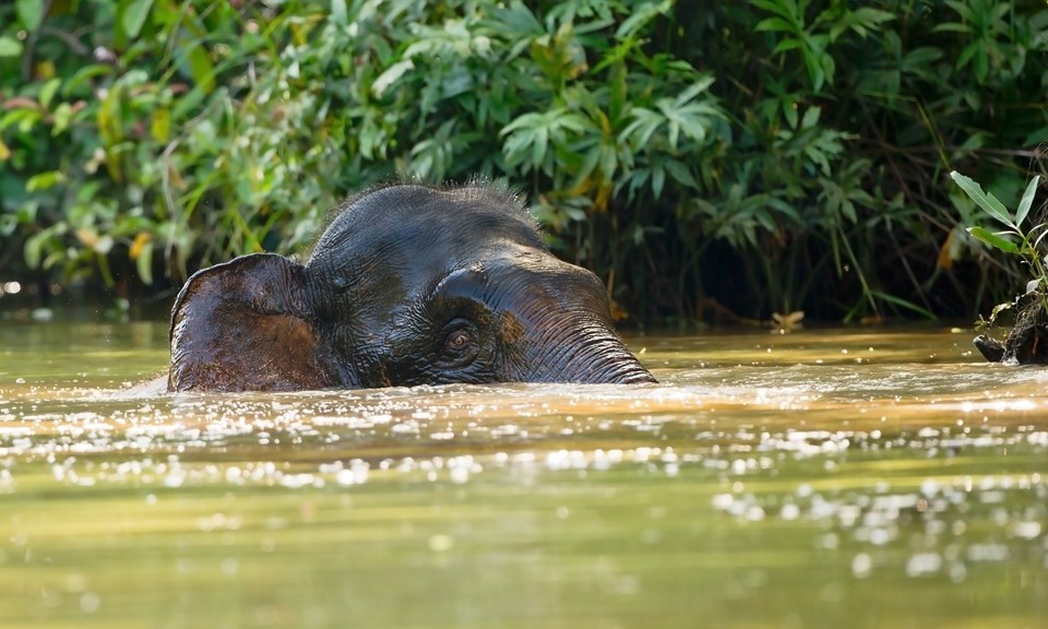 kinabatangan river-7 unforgettable experiences on the Borneo Island
