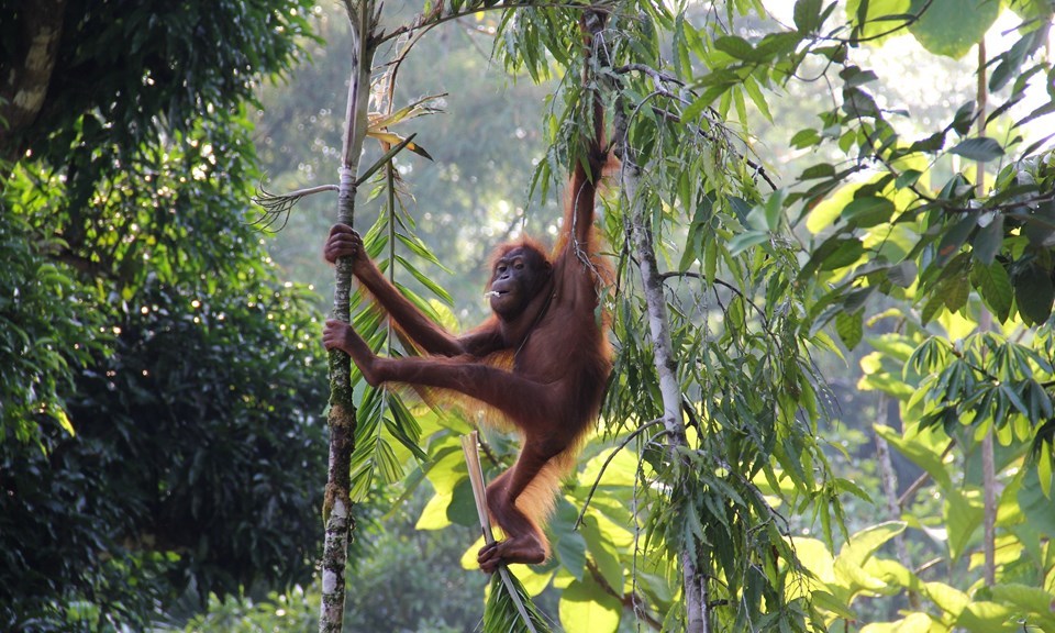 monkeys-boreno-malaysia Image by: borneo experiences blog.