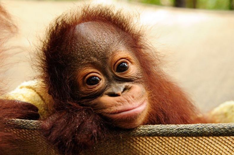 monkeys-boreno-malaysia10 Image by: borneo experiences blog.