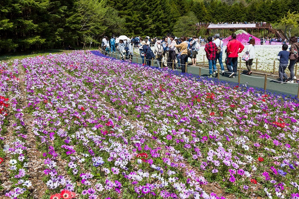 Fuji Shibazakura Cherry Blossom Festival-fuji-japan6