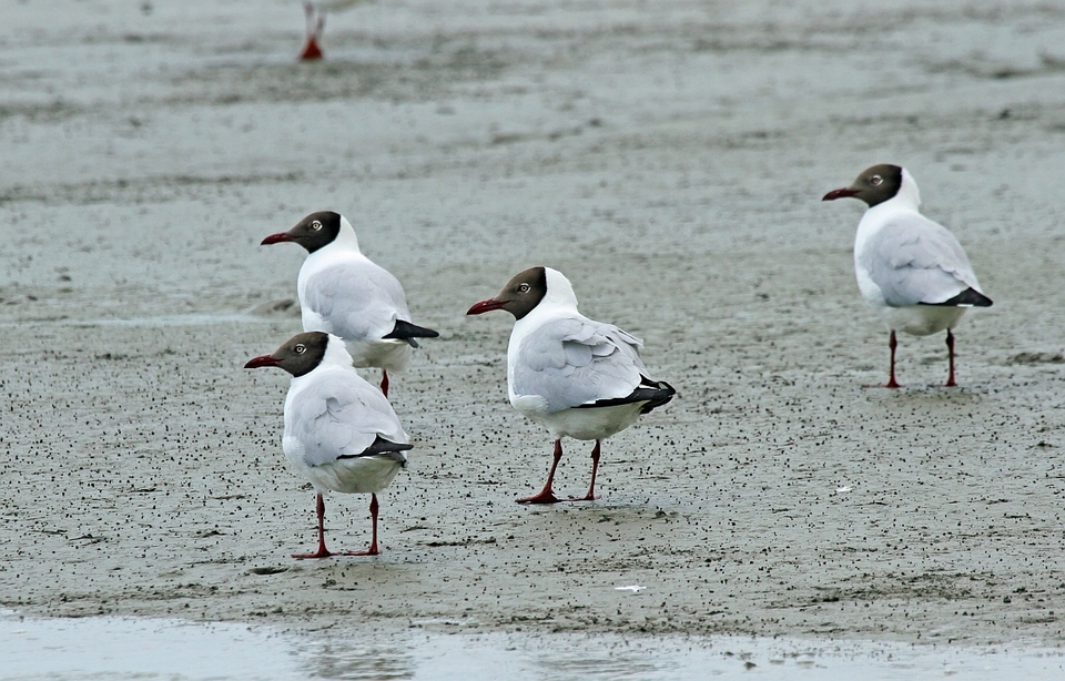 brown-headed-gull Teluk Air Tawar