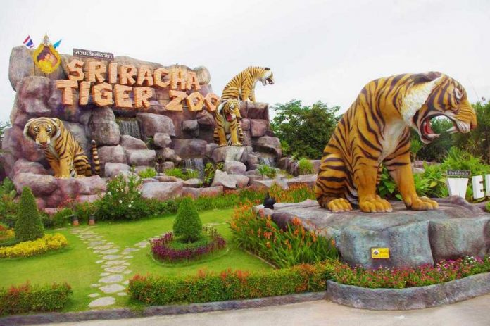 visit sriracha tiger zoo