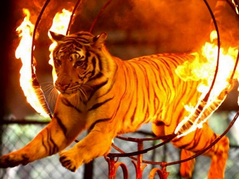 sriracha tiger zoo pattaya review (1)