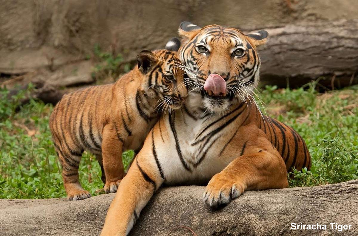 sriracha tiger zoo pattaya review (1)