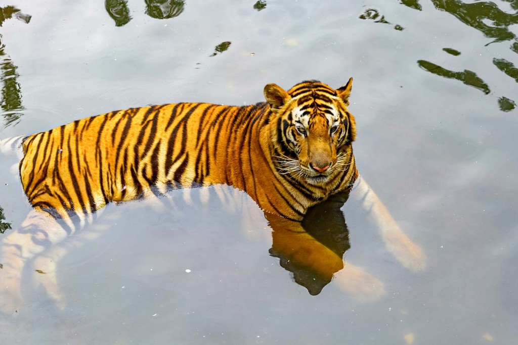 sriracha tiger zoo pattaya review 6 Image credit: sriracha tiger zoo chonburi blog.