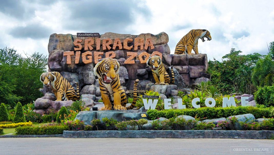 Explore Sriracha Tiger Zoo Pattaya — One of the best places to visit in ...