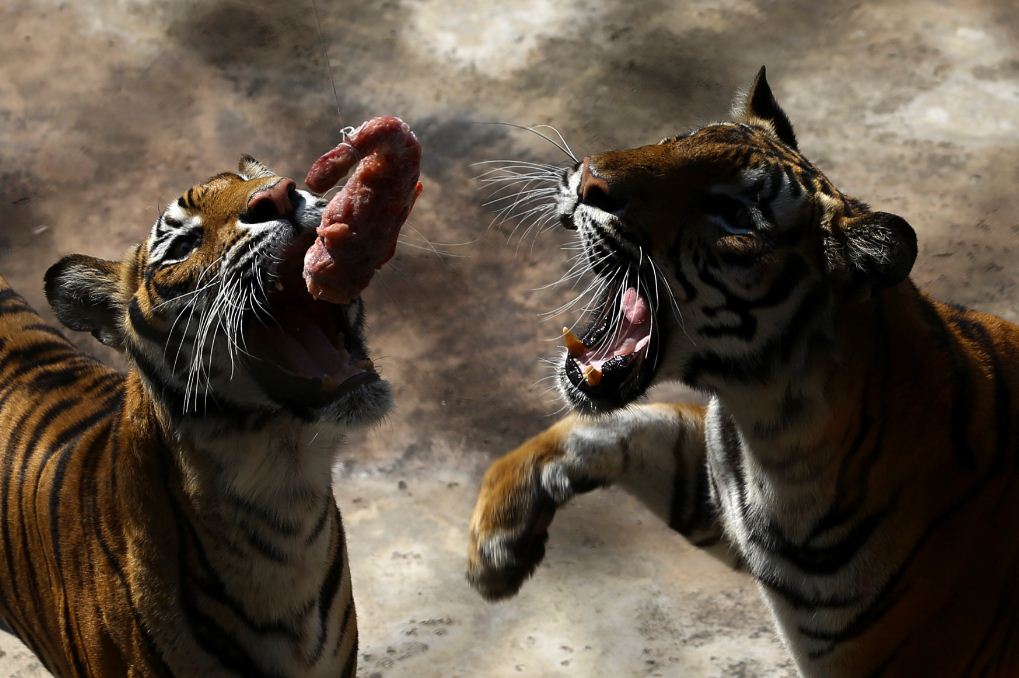 sriracha tiger zoo pattaya review3