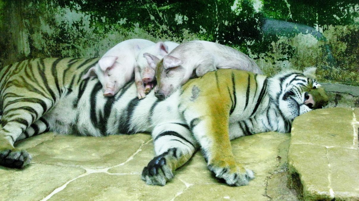 sriracha tiger zoo pattaya review34w