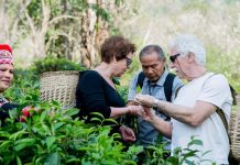 Araksa Tea Garden Tour and Tasting