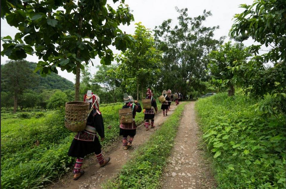 Araksa Tea plantation is one of the oldest tea plantations in Thailand