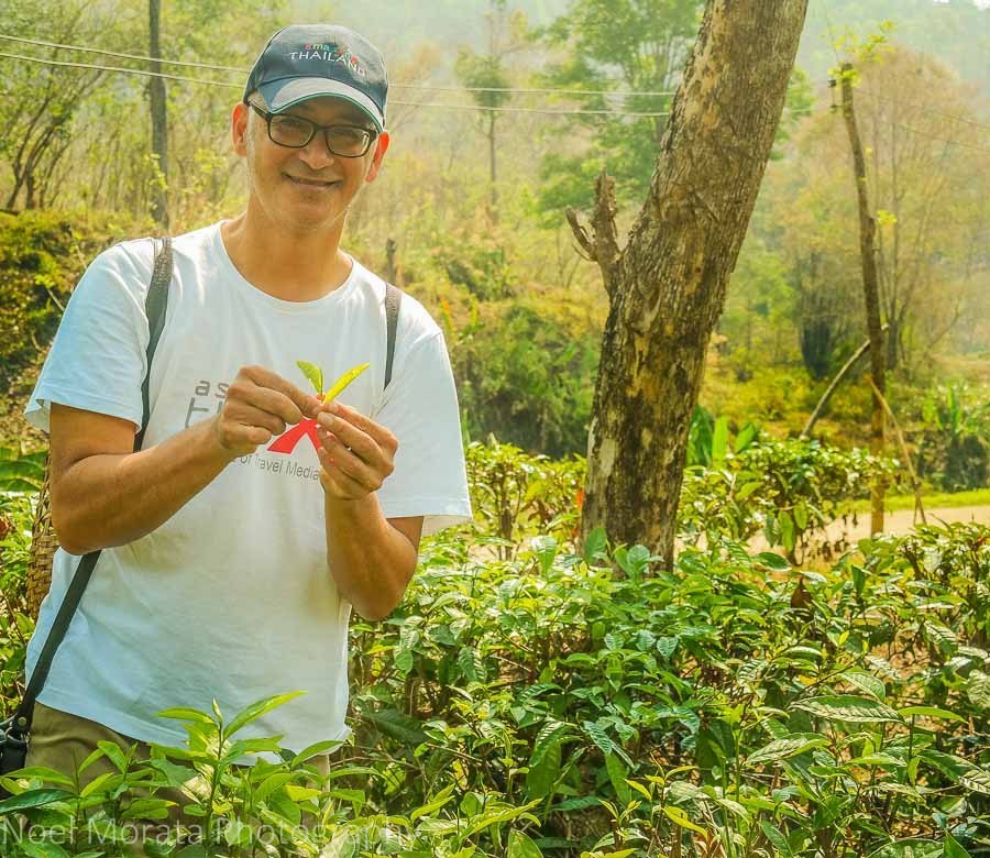 Picking the tips of the camellia tea plants at Araksa Tea Plantation