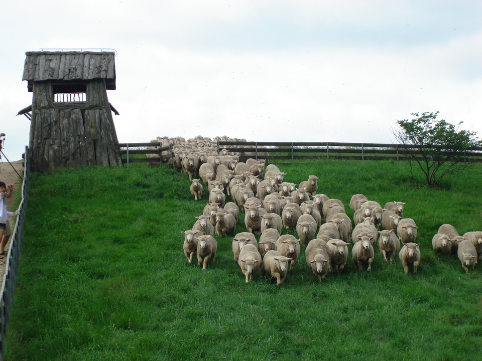 the most beautiful sheep farm in Gangwon - Korea2 Daegwallyeong sheep farm Daegwallyeong sheep ranch