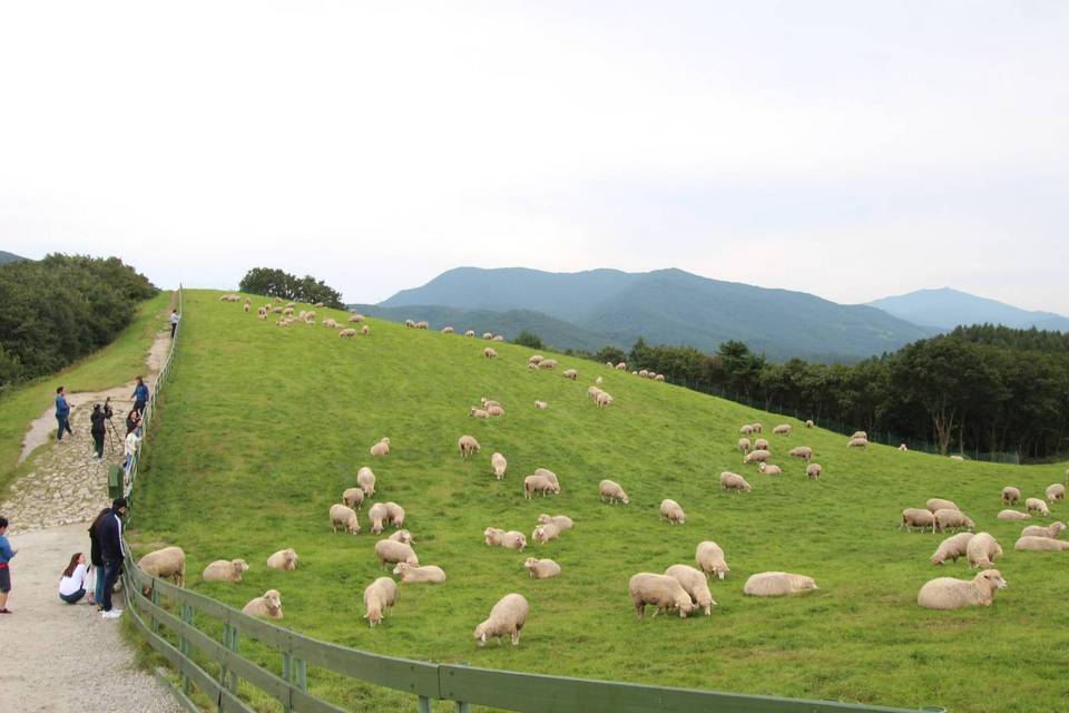 the most beautiful sheep farm in Gangwon - Korea6 Daegwallyeong sheep farm Daegwallyeong sheep ranch