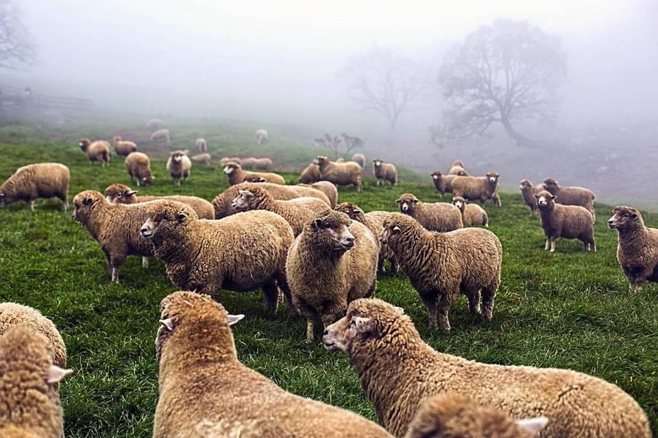 the most beautiful sheep farm in Gangwon - Korea7