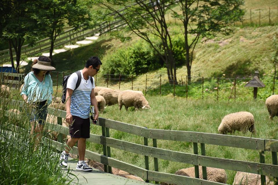 the most beautiful sheep farm in Gangwon - Korea9