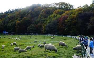 Visiting Daegwallyeong Sheep Farm — Exploring the most beautiful sheep farm in Gangwon, South Korea daegwallyeong-sheep-farm-in-gangwon korea