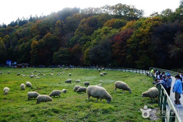 daegwallyeong-sheep-farm-in-gangwon korea