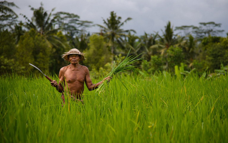 The Rice Harvester