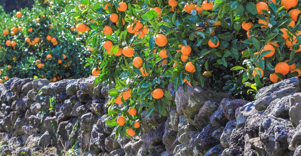 jeju Tangerine 
