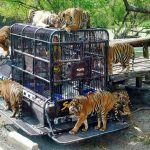 Safari World Bangkok blog — The fullest Safari World Thailand guide for first-timers