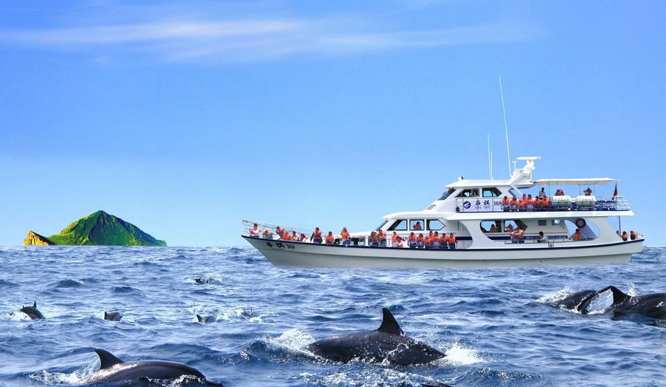 A pod of dolphins passes a Turtle Island tour boat.
