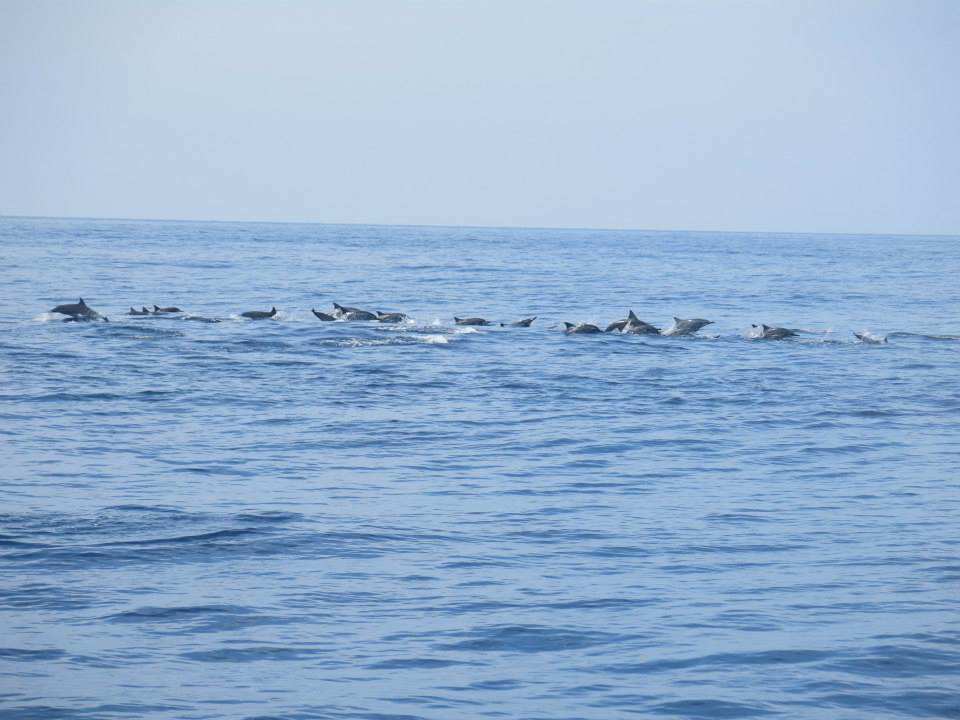 dolphin in guishan island Credit image: yilan travel blog.